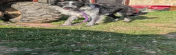 Border Collie dogs for sale: Ash long coated isds registered border collie - Advert 3