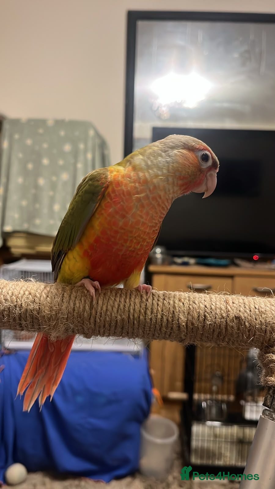 Parrots birds 3 x baby conures (two pineapple, one turquoise) - Advert 2