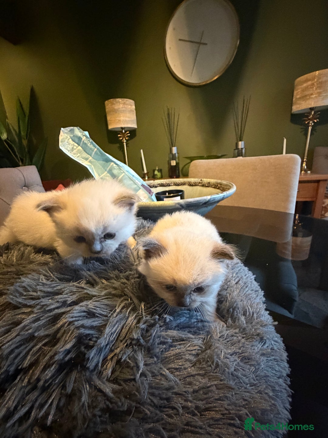 Ragdoll cats for sale: Adorable Ragdoll kittens - Image 3