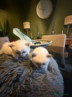 Ragdoll cats - Advert 8