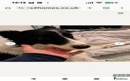 Border Collie dogs for sale: I’m bob  - Image 1