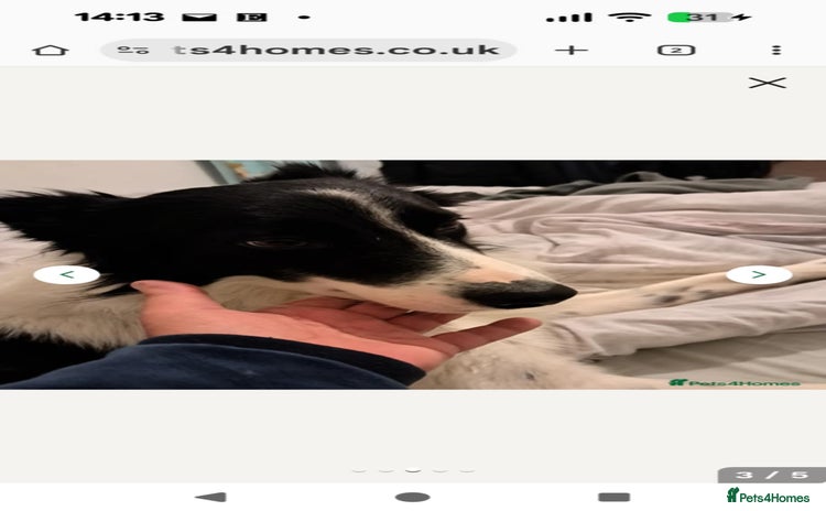 Border Collie dogs - Advert 1
