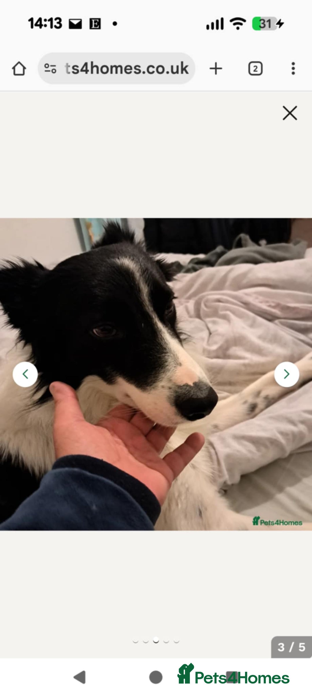 Border Collie dogs for sale: I’m bob  - Image 1