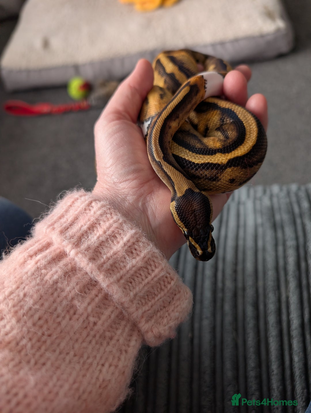 Python Snake reptiles for sale: Pied Ball Python female  - Advert 1