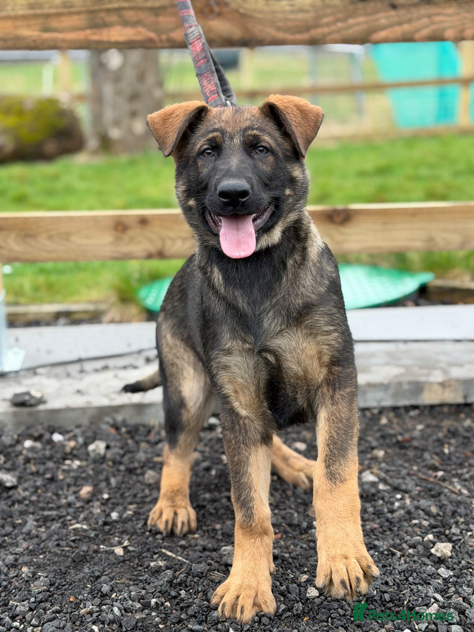 German Shepherd dogs Pick of Litter "Zeus" – DDR Working Line GSD - Advert 2