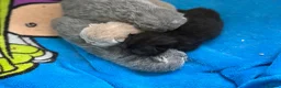 British Shorthair cats for sale: Beautiful Litter - Advert 4