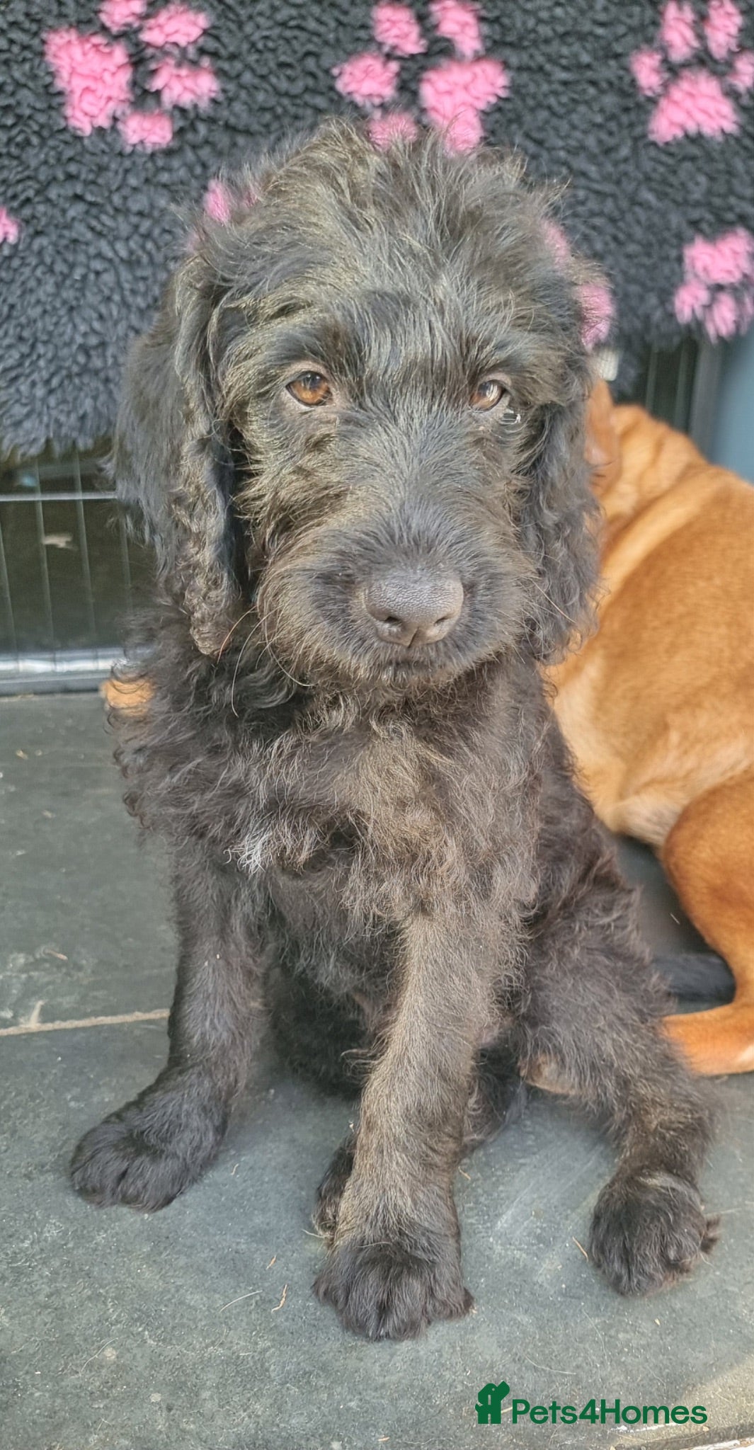 Labradoodle dogs Superb labradoodles ready to go - Advert 1