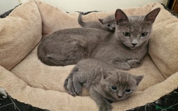 Russian Blue cats for sale: Pure Russian Blue kitten GIRL - Image 1