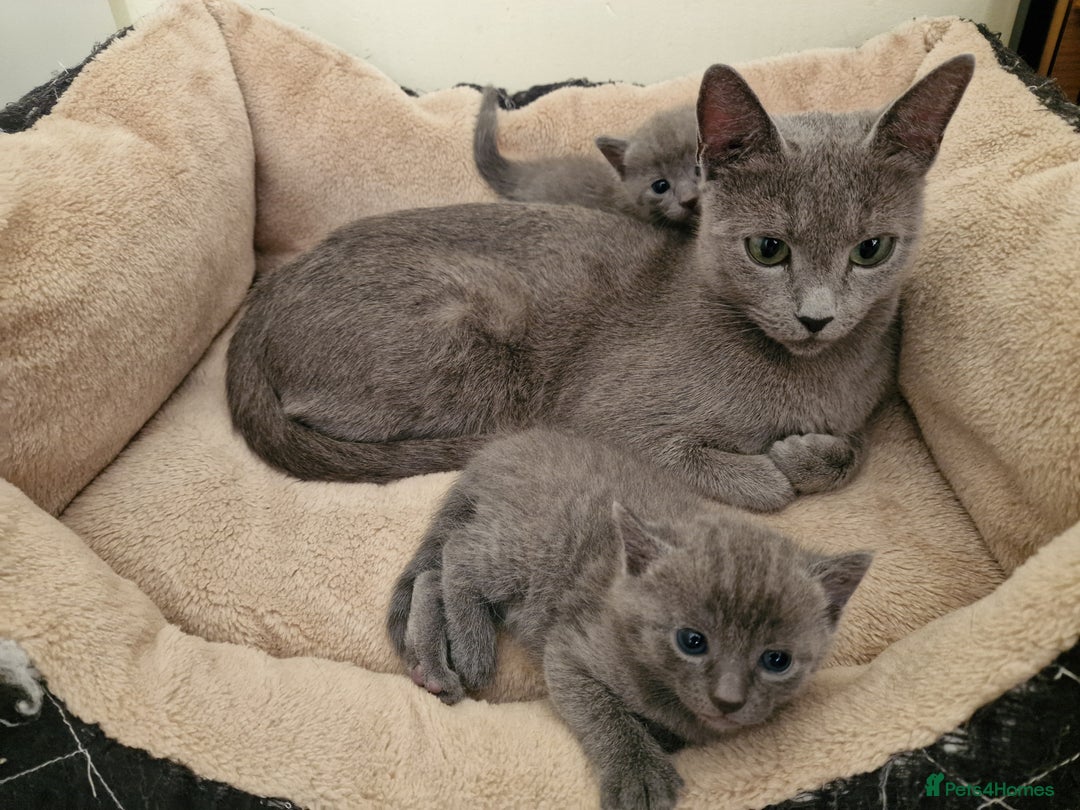 Russian Blue cats for sale: Pure Russian Blue kitten GIRL - Image 1