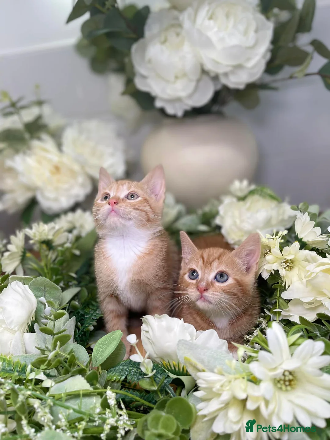 Mixed Breed cats for sale: Beautiful kittens ready now  - Advert 2