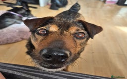 Mixed Breed dogs for adoption: 💙🐶 STAS 🐶💙 - Image 33