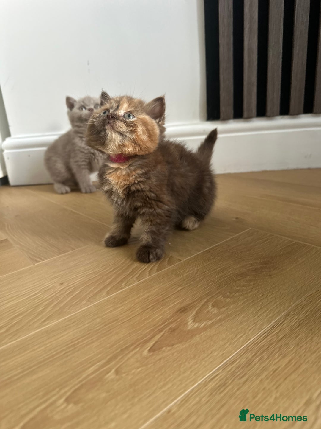British Shorthair cats for sale: 🌈🌈😍😍Stunning Pure Pedigree Litter BSH ❤️❤️🌈🌈 - Advert 17