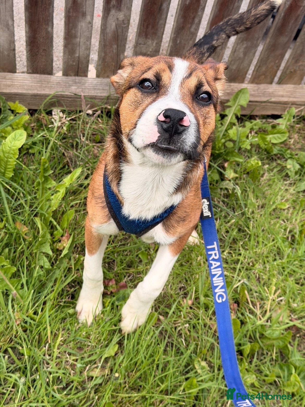 Mixed Breed dogs 24 week old staffy x border collie male  - Advert 1