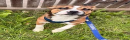 Mixed Breed dogs for sale: 24 week old staffy x border collie male  in Birmingham - Advert 1