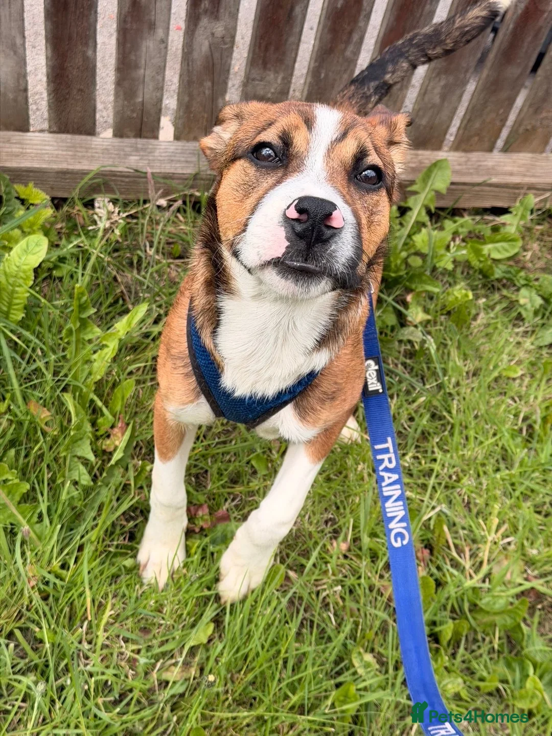 Mixed Breed dogs for sale: 24 week old staffy x border collie male  in Birmingham - Advert 1