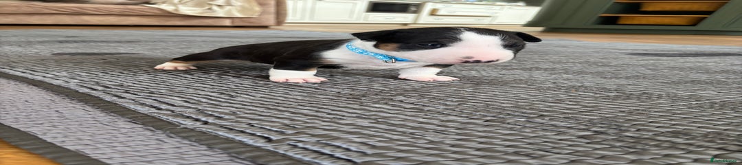 English Bull Terrier Puppy 1