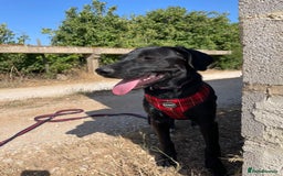 Mixed Breed dogs for adoption: Lovely Leah - Image 27