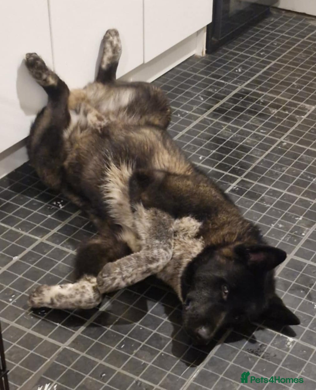 Shepsky dogs for sale: German shepherd husky - Advert 1