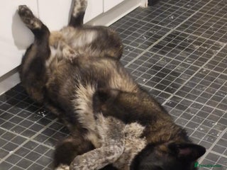 Shepsky dogs German shepherd husky - Advert 1