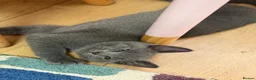 British Shorthair cats for sale: Little boys  - Advert 3