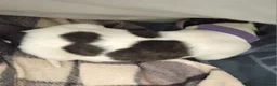 Lurcher dogs for sale: Beautiful Lurcher pups - Advert 6