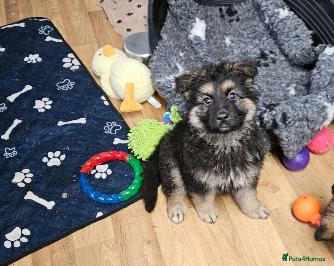 German Shepherd dogs for sale: German Shepherd puppies Kc registered  - Advert 6