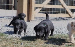 Labrador Retriever dogs for sale: Stunning Labrador KC Registered Puppies - Image 3