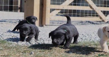 Labrador Retriever dogs - Advert 9
