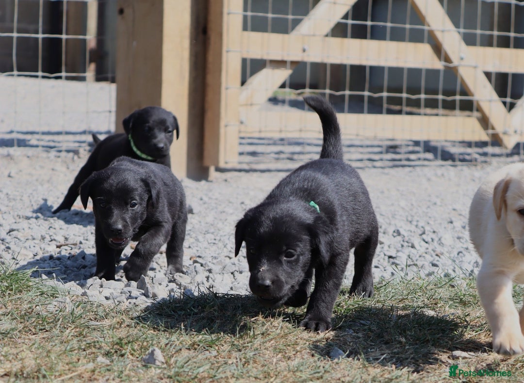 Labrador Retriever dogs for sale: Stunning Labrador KC Registered Puppies - Image 3