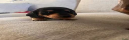 Miniature Dachshund dogs for sale: KC registered miniature dachshunds  - Advert 8