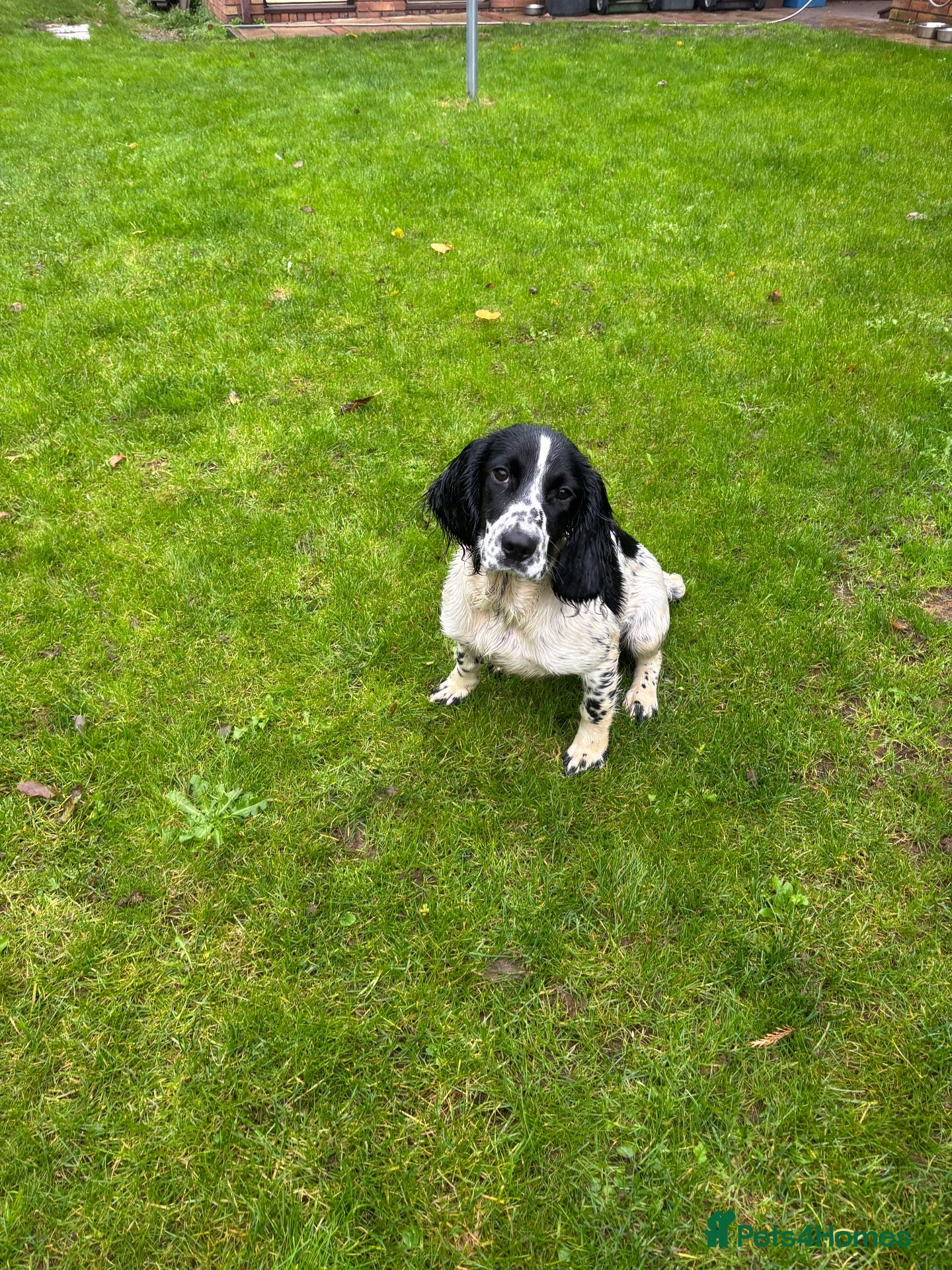English Springer Spaniel dogs for sale: Lively Black/White ESS bitch pup 6 months  - Advert 1