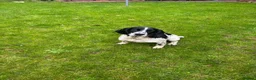 English Springer Spaniel dogs for sale: Lively Black/White ESS bitch pup 6 months  - Advert 1