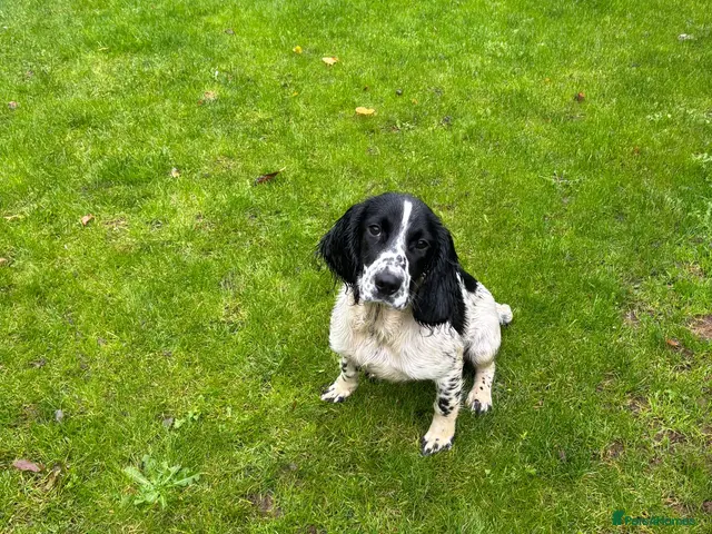 English Springer Spaniel dogs for sale: Lively Black/White ESS bitch pup 6 months - Advert 1