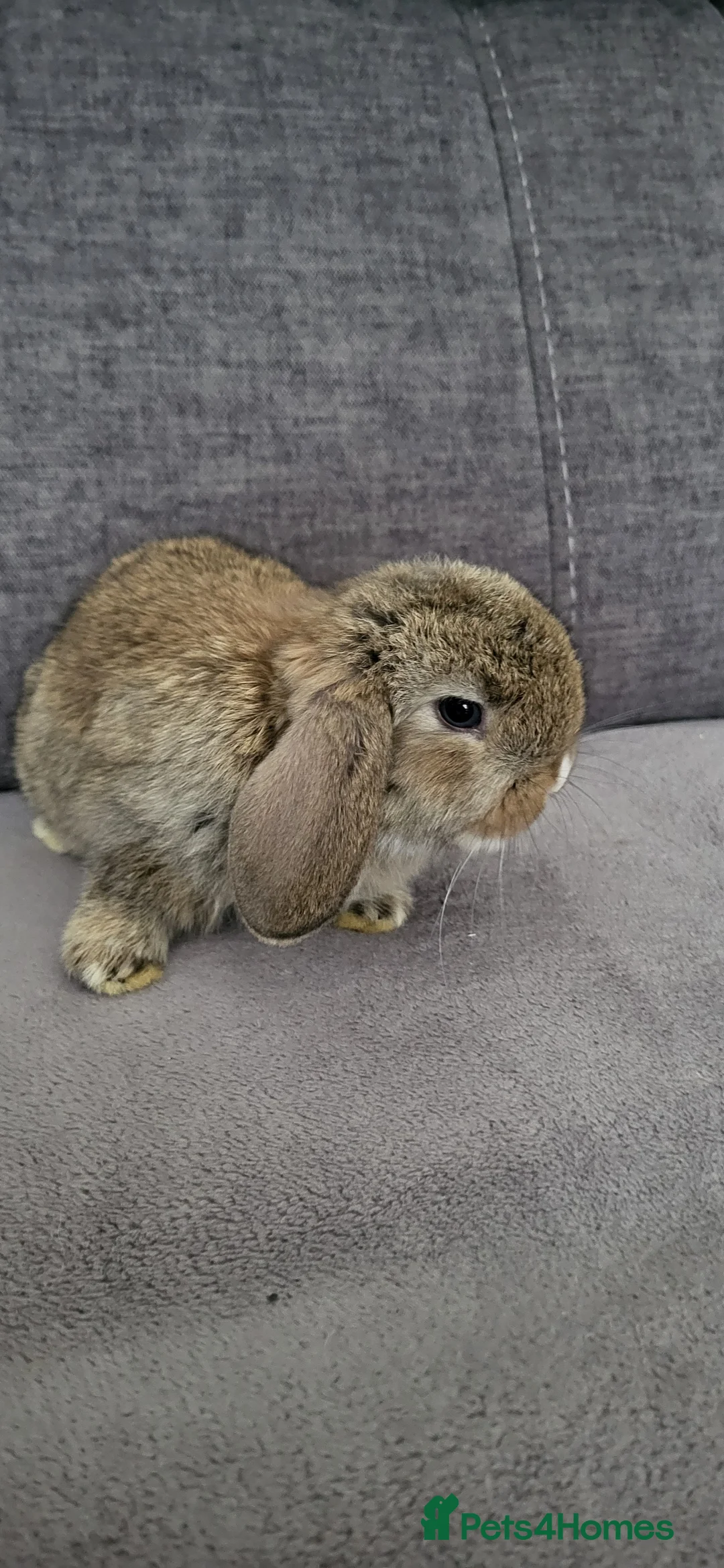 Mini Lop rabbits for sale: Mini lop looking for the best possible homes . - Advert 3