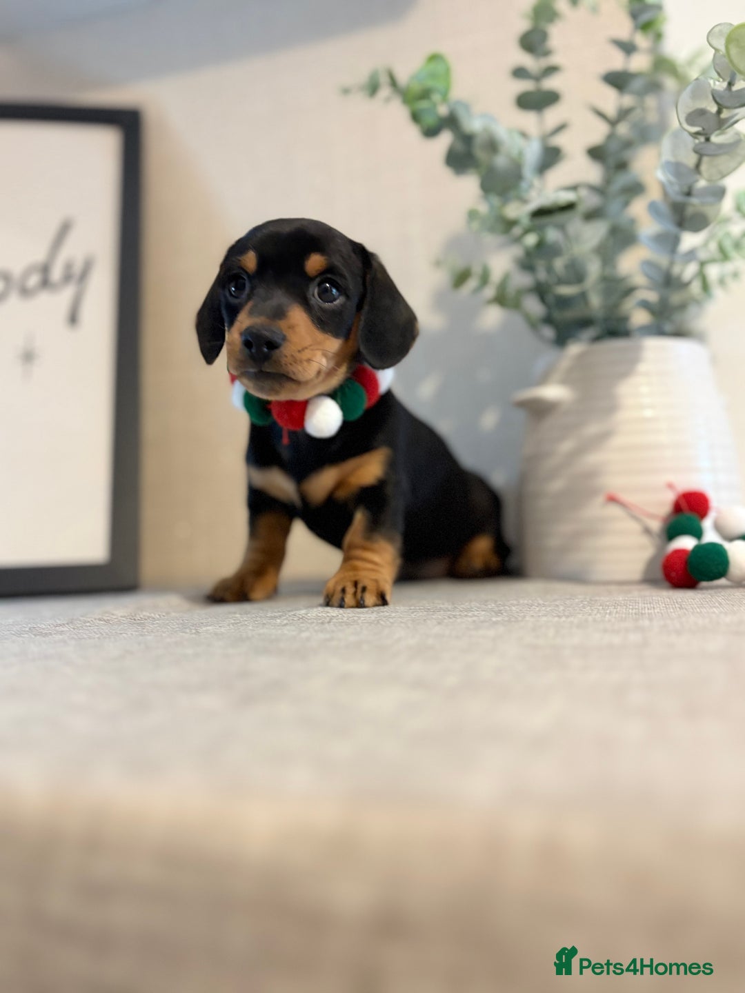 Miniature Dachshund dogs for sale: Miniature Dachshunds dapple. KC reg 4th Jan - Advert 21