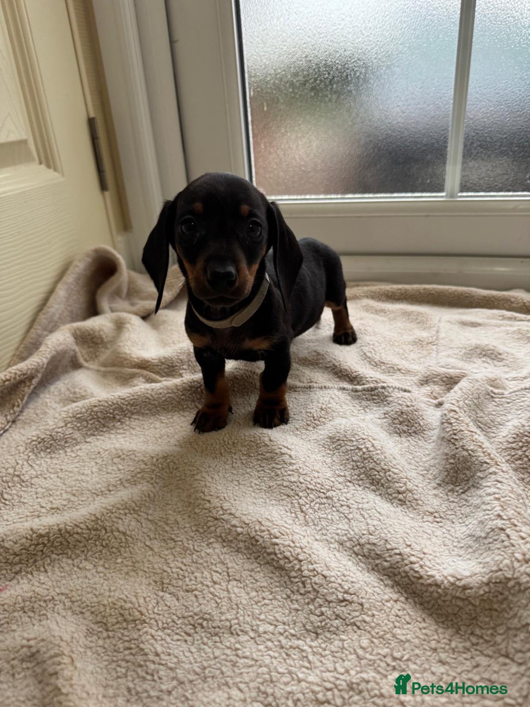 Dachshund dogs for sale: 1 girl available KC miniature dachshund puppies - Advert 13