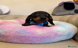 Miniature Dachshund dogs for sale: Miniature Dachshund Male Black & Tan Puppy  - Image 4