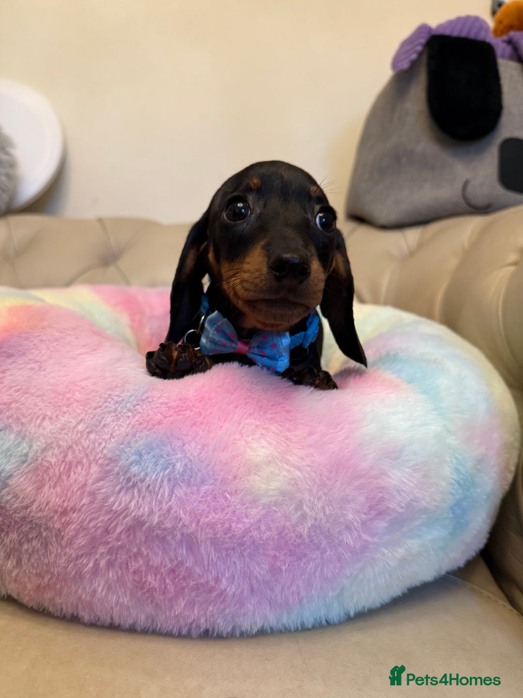Miniature Dachshund dogs for sale: Miniature Dachshund Male Black & Tan Puppy  - Image 4
