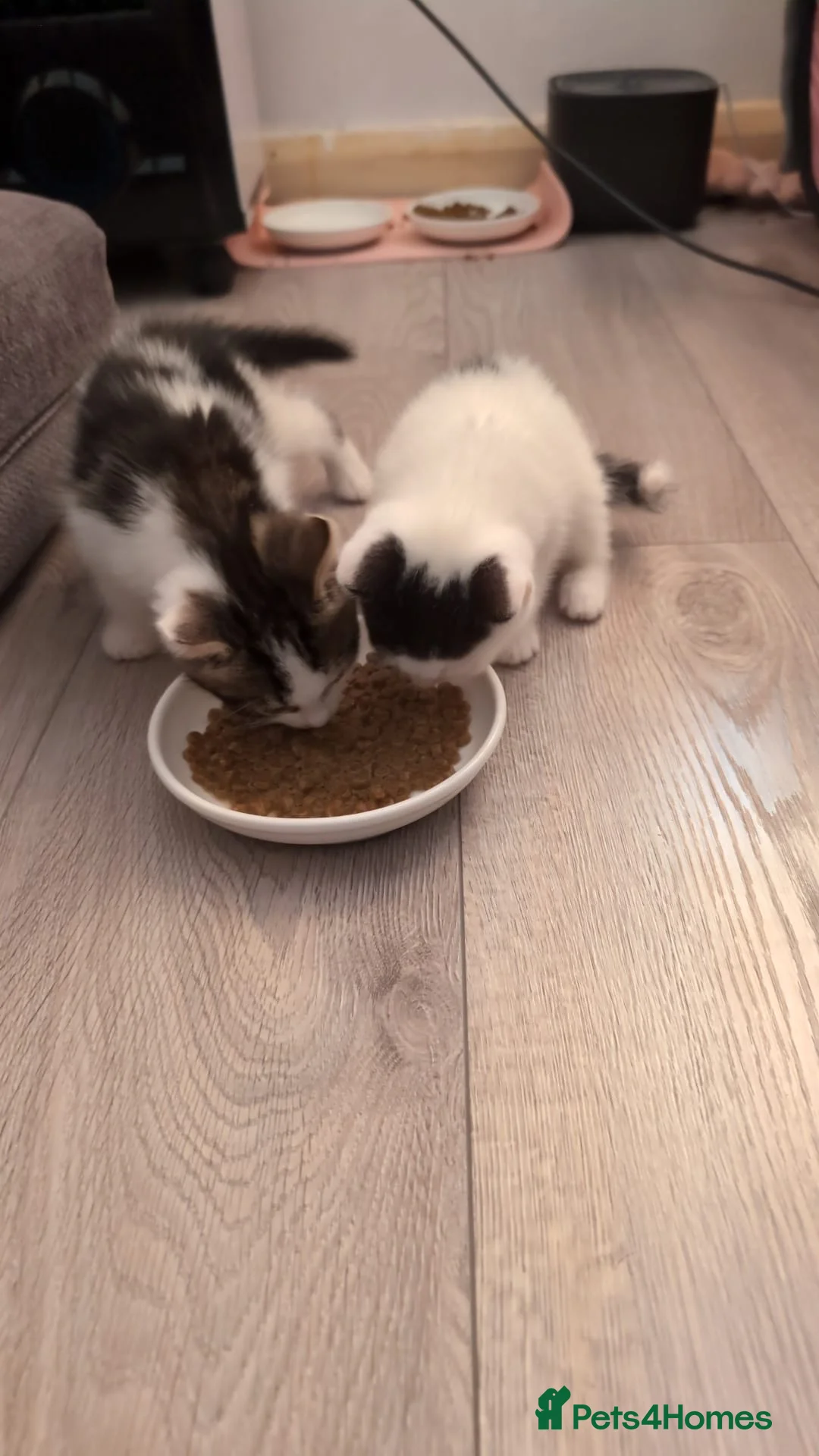 Mixed Breed cats for sale: 4 Beautiful Kittens are available to move in! - Advert 2