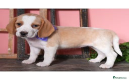 Beagle dogs for sale: Purebred Beagle Puppies - Ready Now! - Image 10