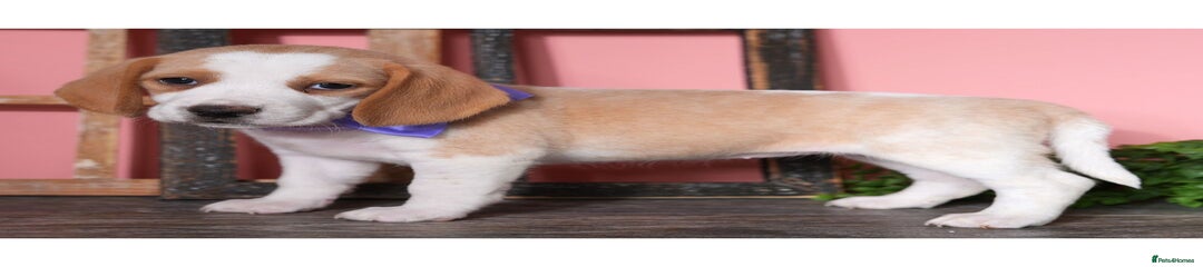 Beagle Puppy 2