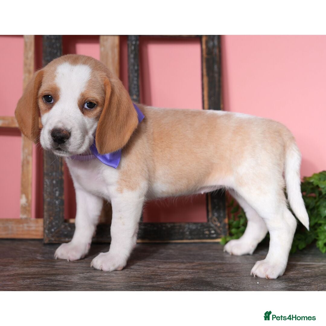 Beagle dogs for sale: Purebred Beagle Puppies - Ready Now! - Image 10