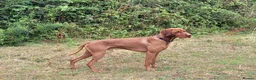 Hungarian Vizsla dogs for stud: Proven Hungarian championship blood line in Llantwit Major - Advert 26