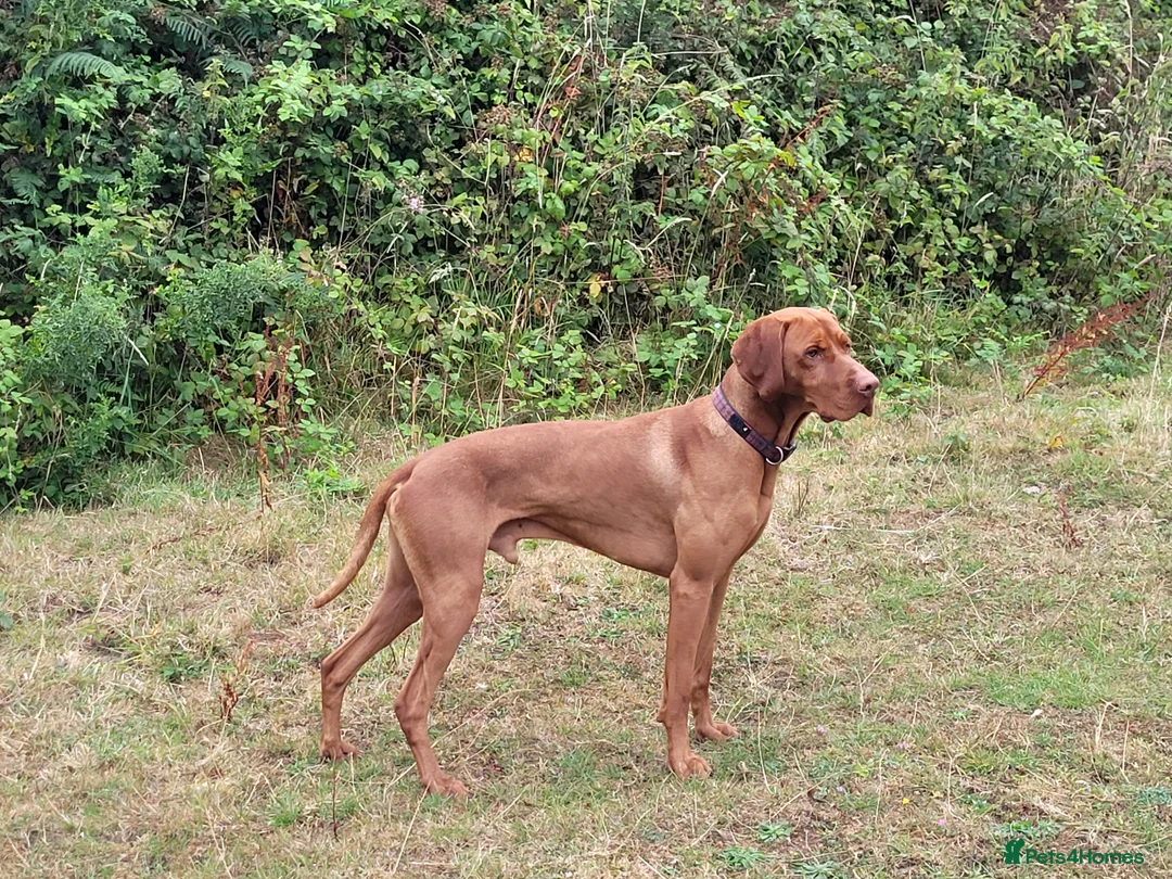 Hungarian Vizsla dogs for stud: Proven Hungarian championship blood line in Llantwit Major - Advert 26