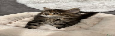 Maine Coon Kitten 2