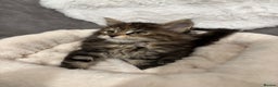 Maine Coon cats for sale: Perigee Maine Coon Kittens  - Advert 5