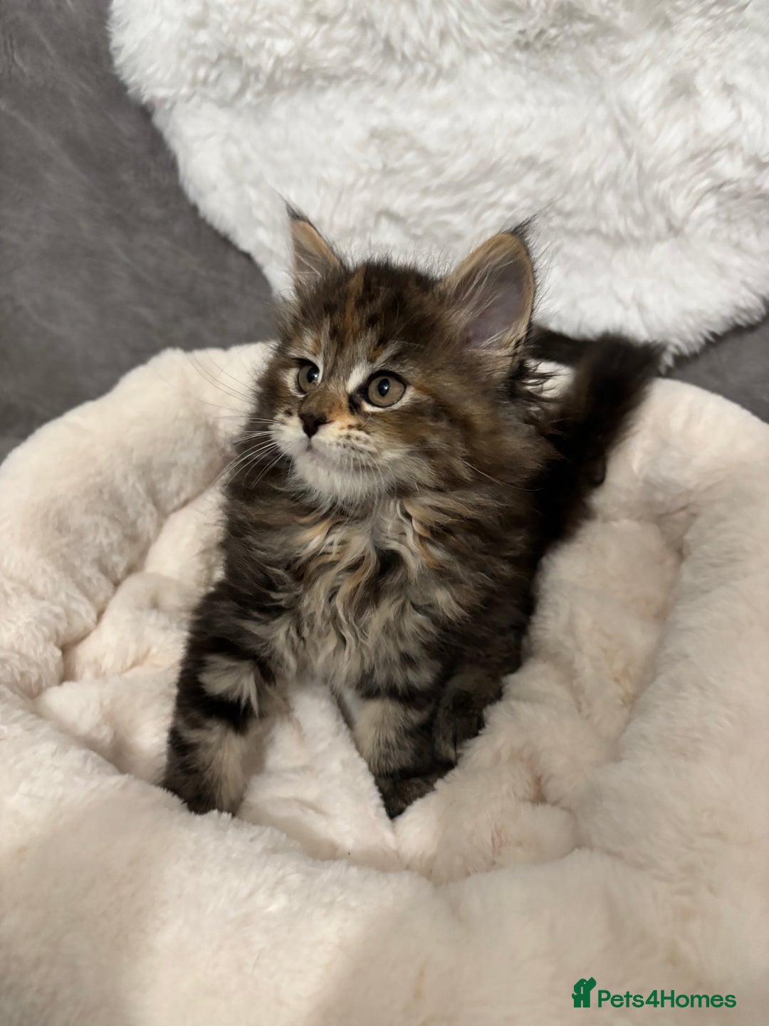 Maine Coon cats for sale: Perigee Maine Coon Kittens  - Advert 5