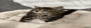 Maine Coon Kitten 2