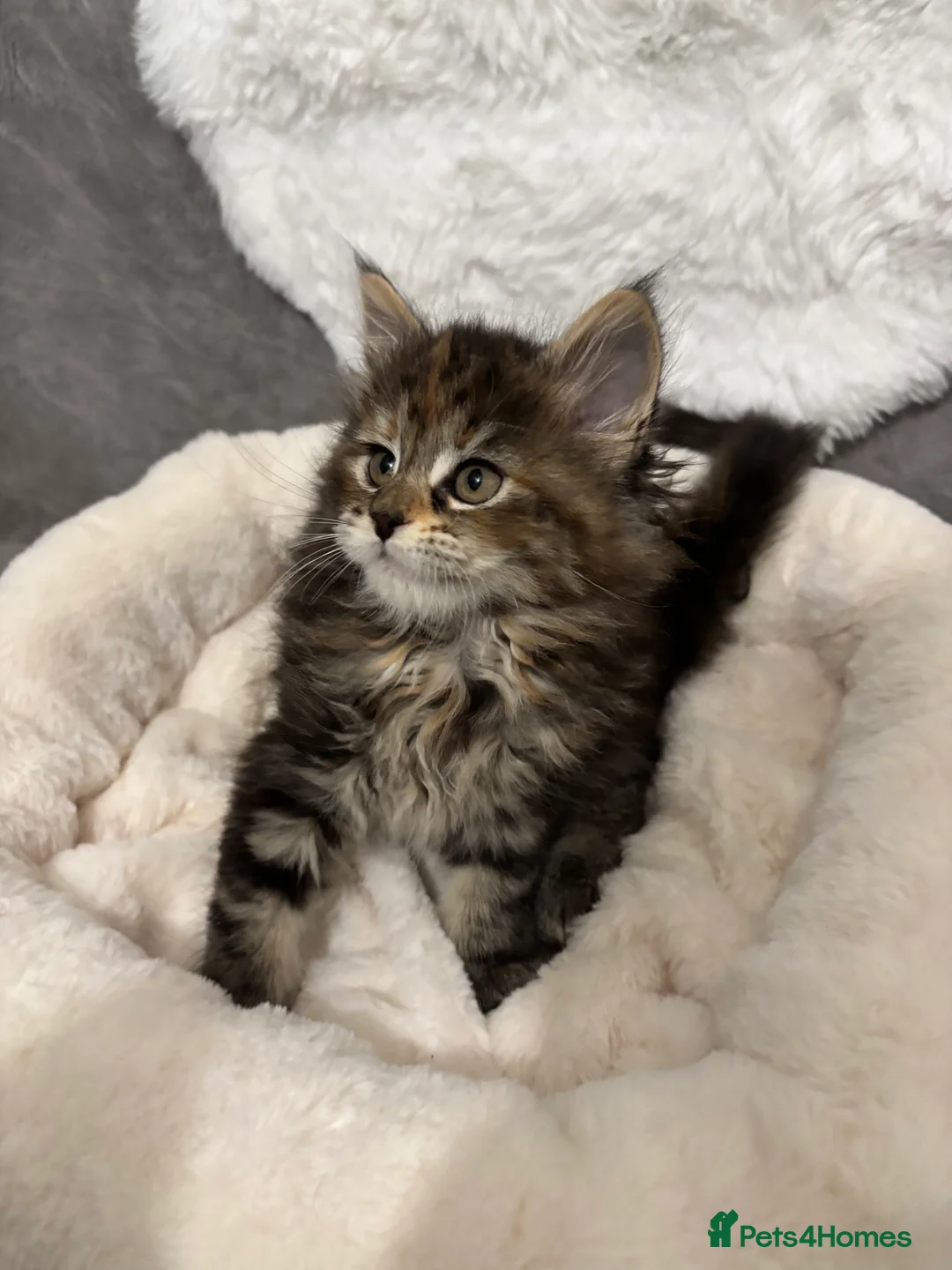 Maine Coon cats for sale: LAST ONE Perigee Maine Coon Kittens  - Advert 5