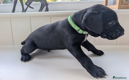 German Shorthaired Pointer dogs for sale: Stunning 3rd Generation GSP Puppies Available  - Image 3
